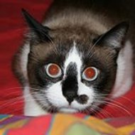 Florent Fleureau-Boisset