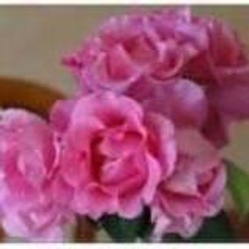 Laurida61
