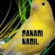 nabil BN