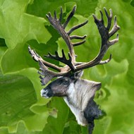 Compagnie Grand Salade