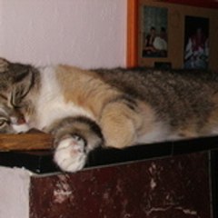 cica