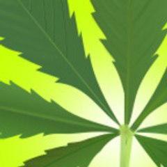 GrowingMarijuana01