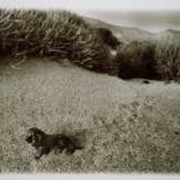 Πάνος Βαρδόπουλος