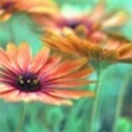 FreeGamesHackTorrent