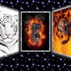 ‏‎music videos