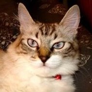 GATA DIVINA DIVINA CAT