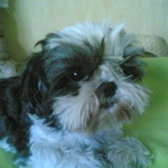 cycy