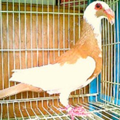 Racing Pigeons For Sale