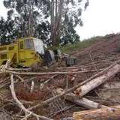 treeta1