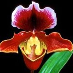 bbrose