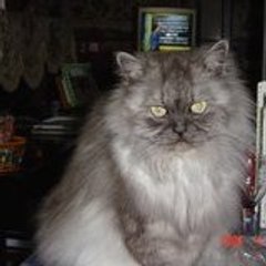 あきこ かもだ