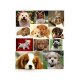12dogsm8