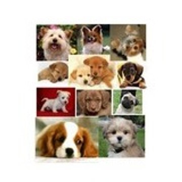 12dogsm8