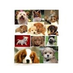 12dogsm8