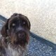 nintendogs122
