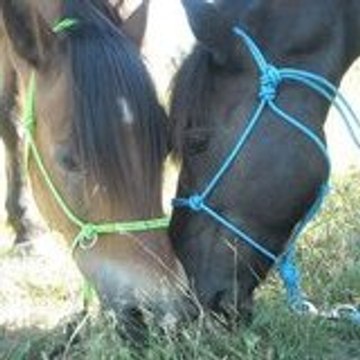 Merveilleux-Poneys