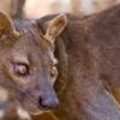 fosa