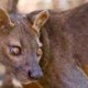 fosa