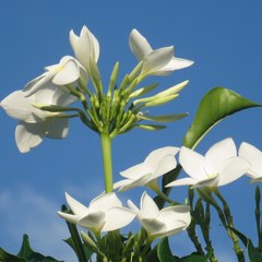 marie-claude ventura