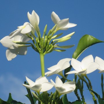 marie-claude ventura