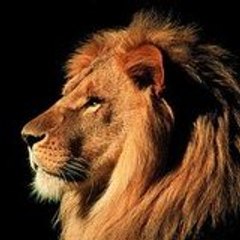 fadi