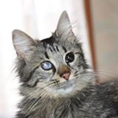 Amis des Chats