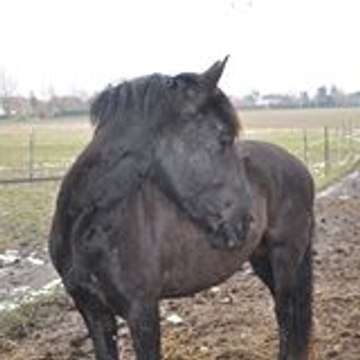 bernard toshan45