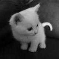 Le Chat