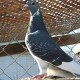 trayan411locals