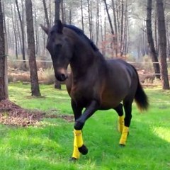 B. Lusitanien 4ans à vendre
