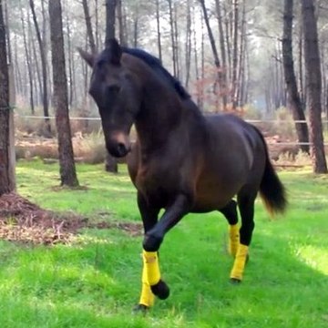 B. Lusitanien 4ans à vendre