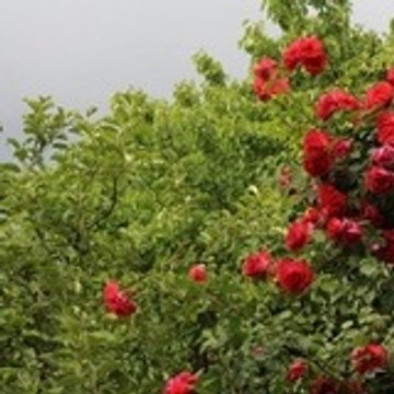 قناة امزوضة