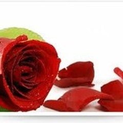 After the Rose