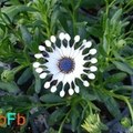 safa_ok