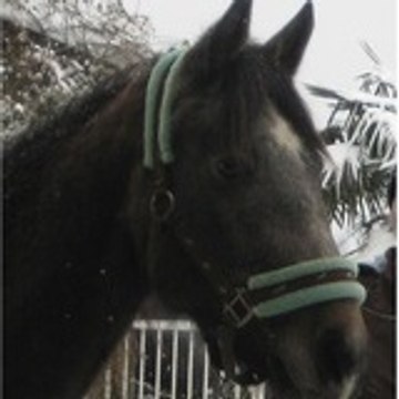 laurie poney