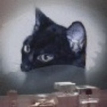 Sylvie Cat's