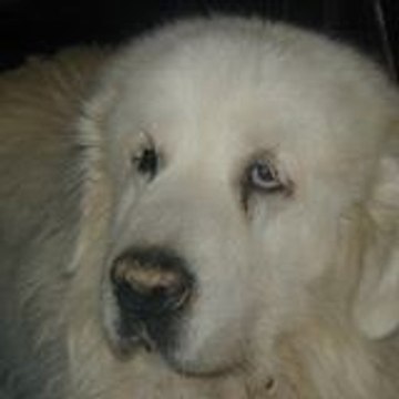 Victor Empereur Okland