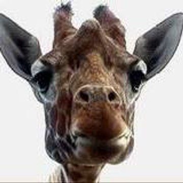 giraflon