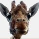 giraflon