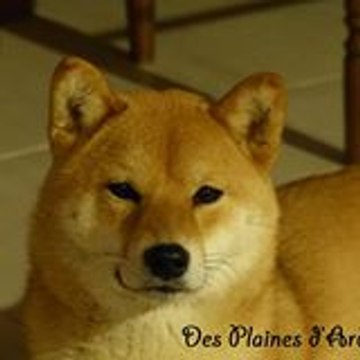 Pam des Plaines d Ardennie