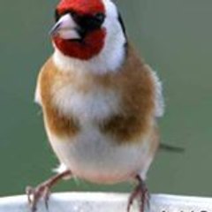 walha hamadi