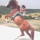 amandine