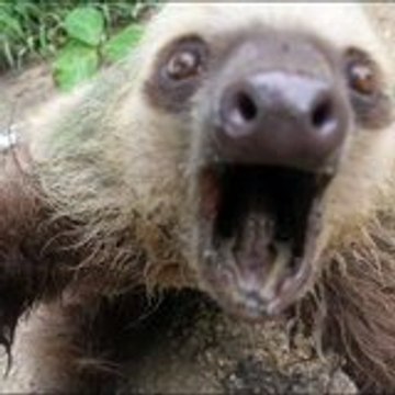 Sloth Channel