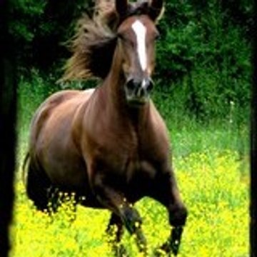 Emeline
