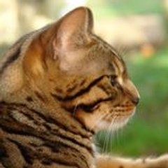 Bengal des Kallistos