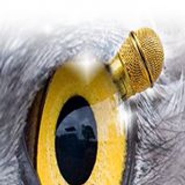 wGw-vision
