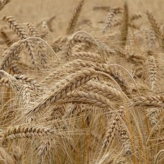 Agriculture Crops & Production