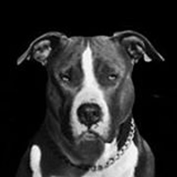Goldngood Amstaff