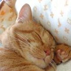 tokyobrowntabby