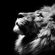 Андрей Шаерман